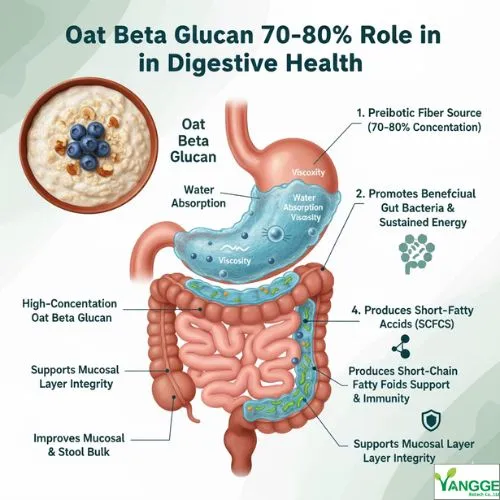 Oat Beta Glucan 70%-80% Role in Digestive Health Oat Beta Glucan 70%-80% Role in Digestive Health