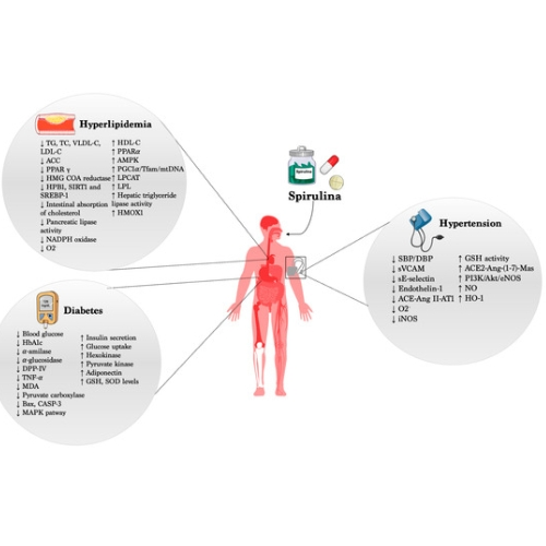 Blue Spirulina Powder and Blood Pressure Control Blue Spirulina Powder and Blood Pressure Control