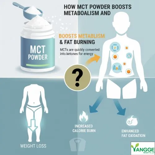 How MCT Powder Boosts Metabolism and Fat Burning How MCT Powder Boosts Metabolism and Fat Burning
