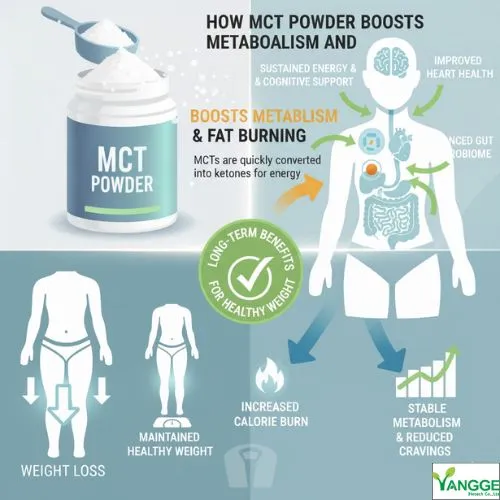 Long-Term Benefits of MCT Powder for Healthy Weight Long-Term Benefits of MCT Powder for Healthy Weight