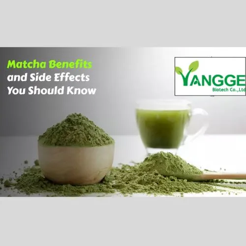 Best Times to Drink Matcha Powder for Fat Loss