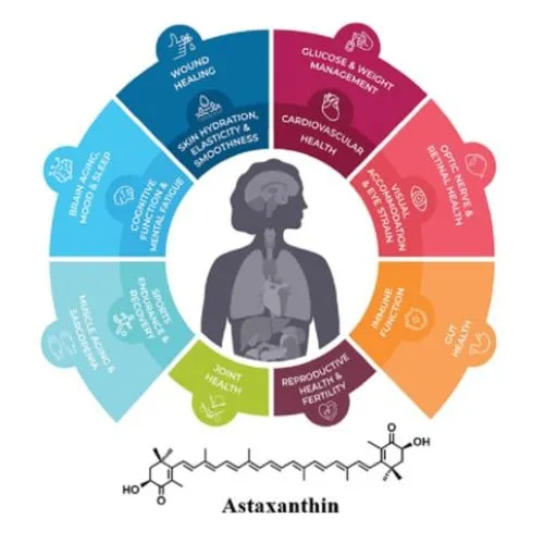 Astaxanthin Powder and Hormonal Balance Across Ages