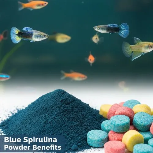 Blue Spirulina Powder Benefits in Fish Nutrition Blue Spirulina Powder Benefits in Fish Nutrition