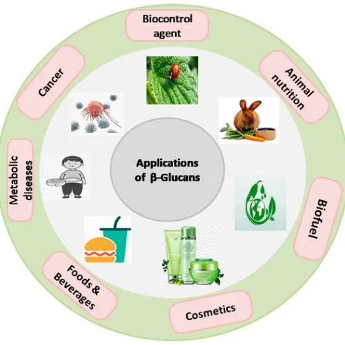 Best Food Formats for Beta Glucan Absorption