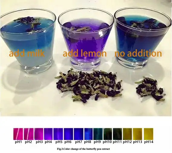 color changing magic of butterfly pea color changing magic of butterfly pea