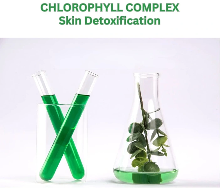 chlorophyl detoxification chlorophyl detoxification