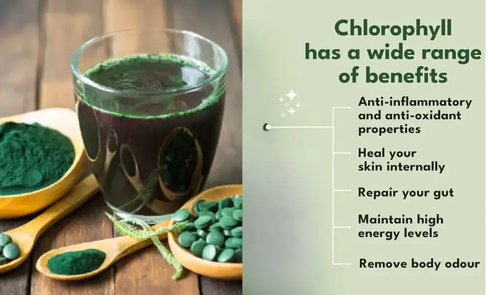 chlorophyl 4 chlorophyl 4