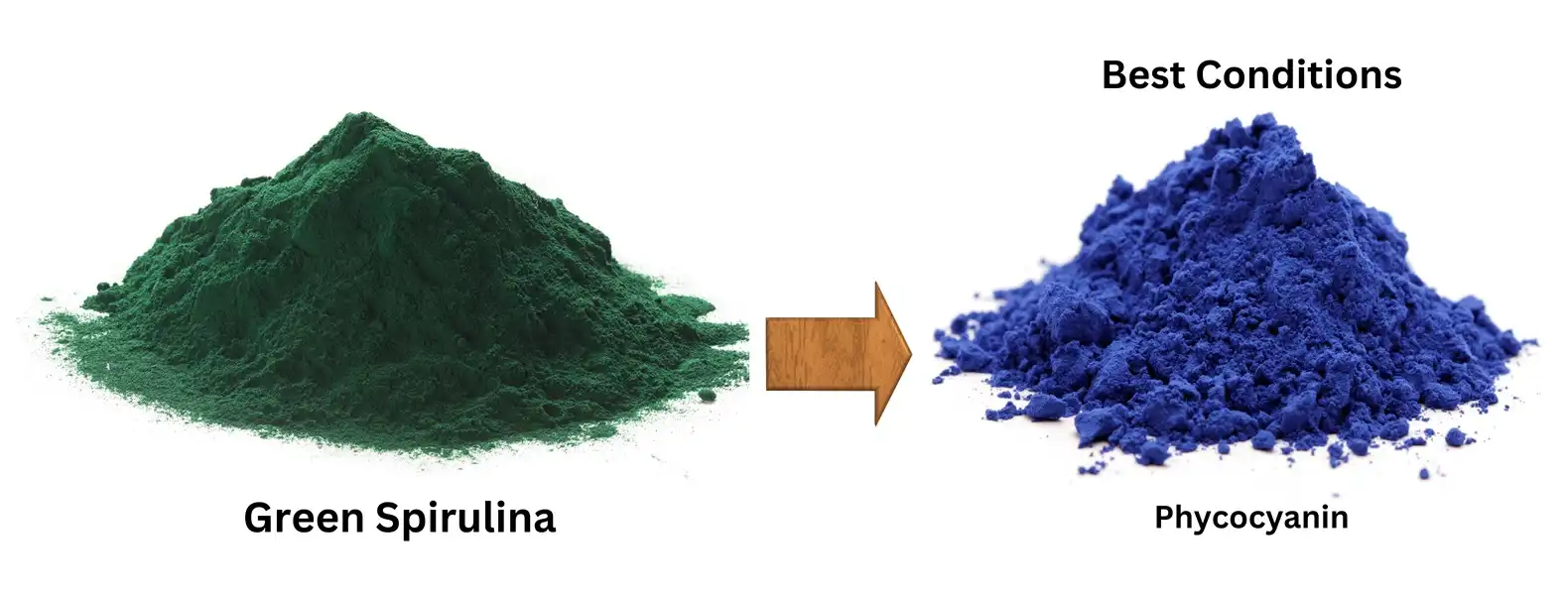 phycocyanin phycocyanin