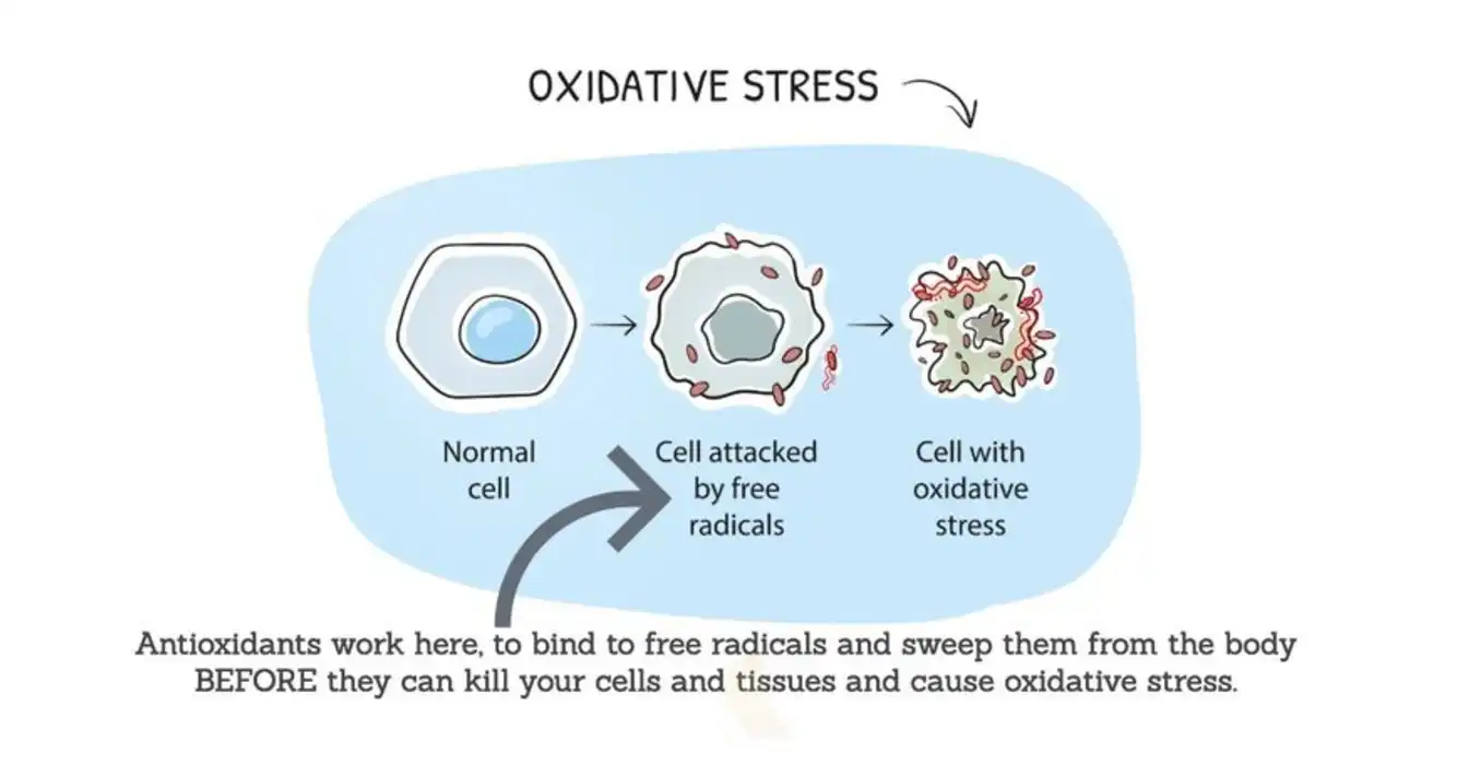 Glutathione 3 Glutathione 3