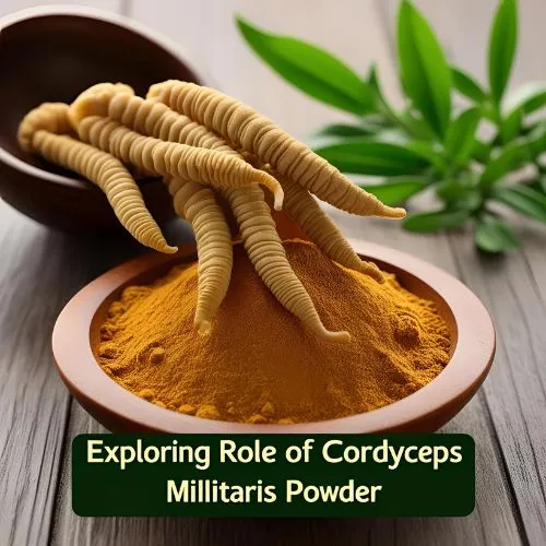 cordyceps role