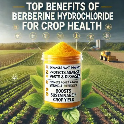 berberine benefits