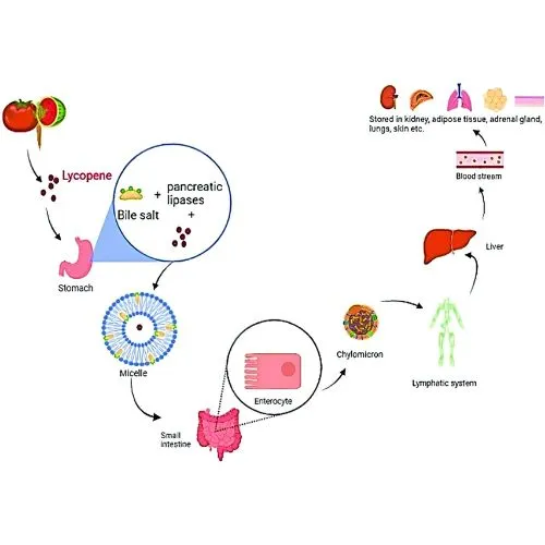 lycopene for health lycopene for health