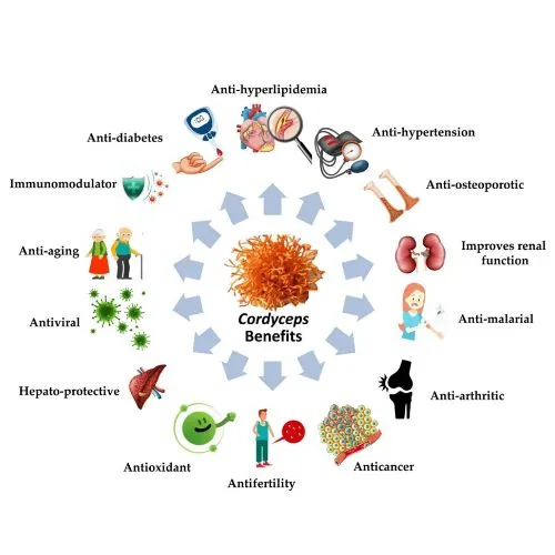 cordyceps 3 cordyceps 3