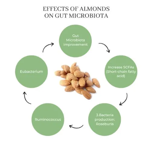 Almond Protein Improves Gut Health