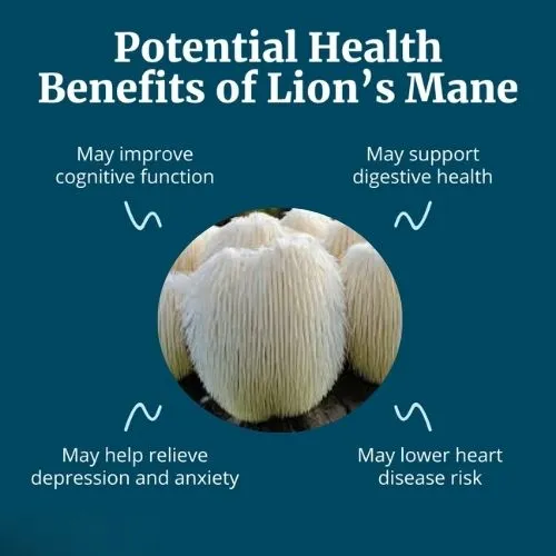 lions mane11 lions mane11