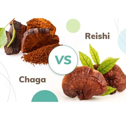 chaga vs reishi