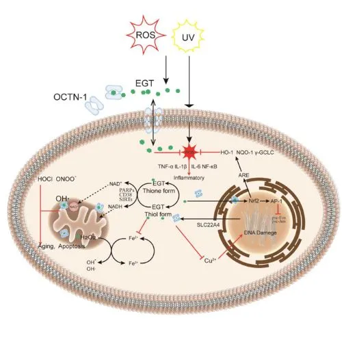 ergothioneine2 ergothioneine2
