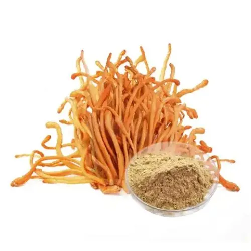 cordyceps militaris1 cordyceps militaris1