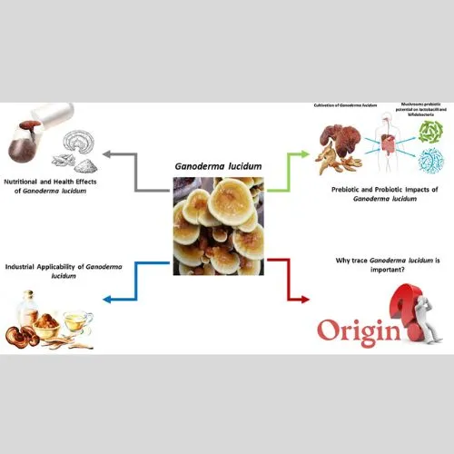 ganoderma powder1 ganoderma powder1