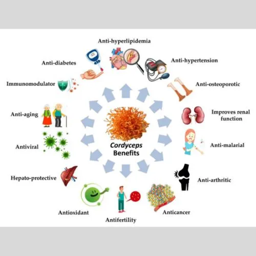 cordyceps1 cordyceps1