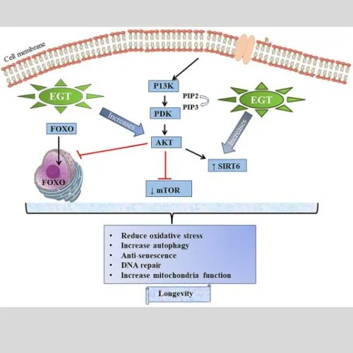 ergothioneine5 ergothioneine5
