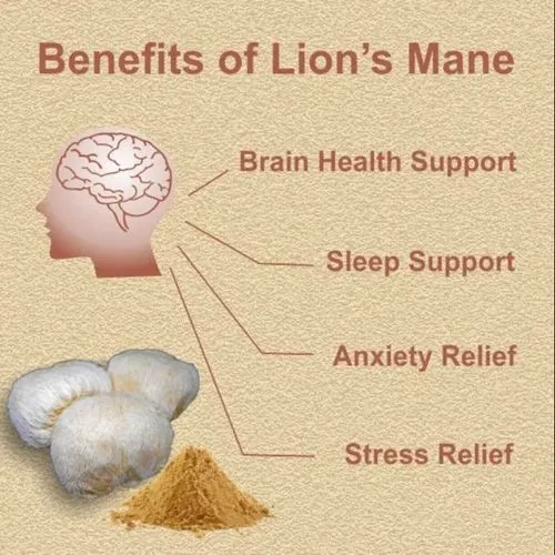 lions mane powder for brain
