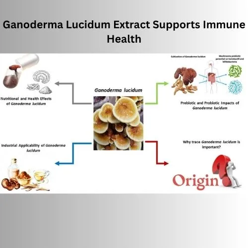 How ganoderma lucidum extract supports immune health How ganoderma lucidum extract supports immune health