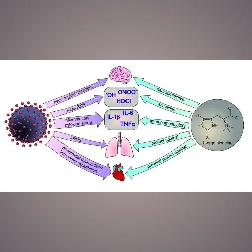 Ergothioneine 4
