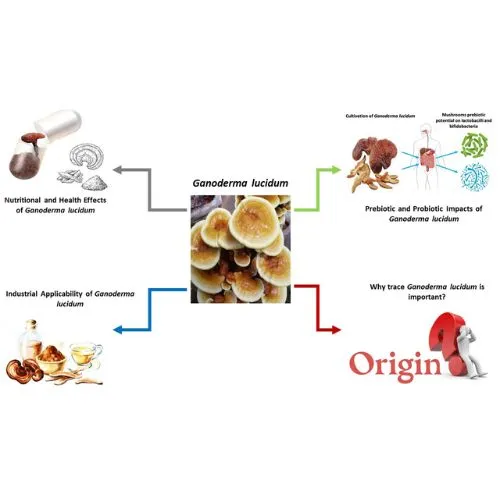 ganoderma2