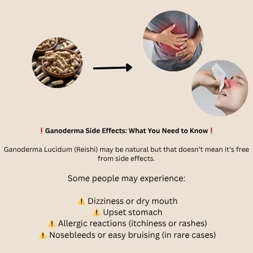 ganoderma4