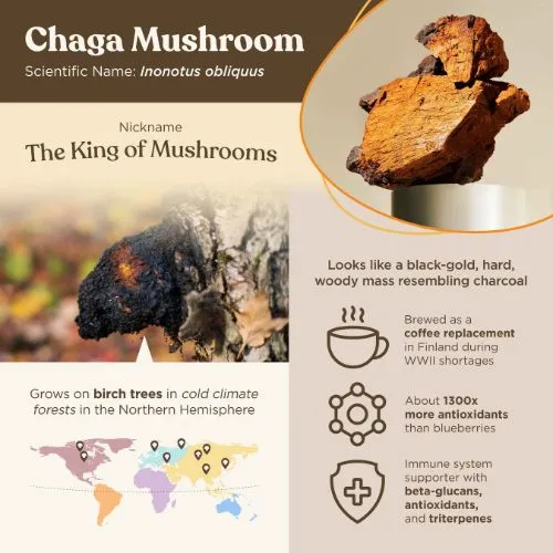 chaga powder3