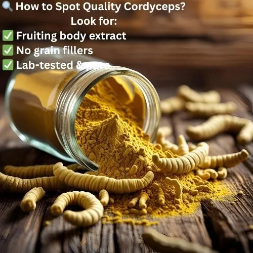 cordyceps5 cordyceps5