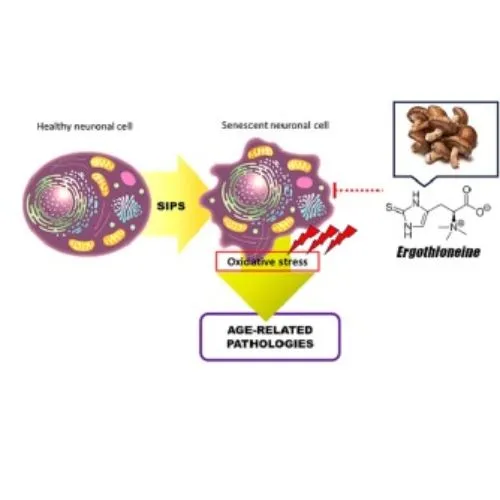 Ergothioneine Ergothioneine