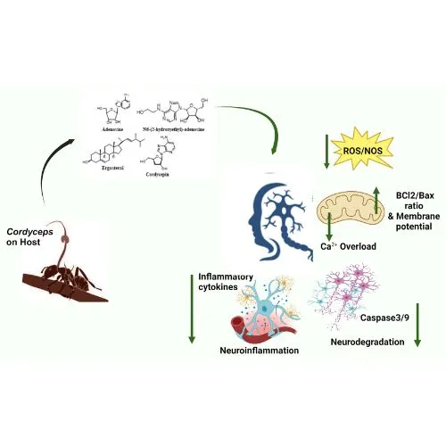 cordyceps powder energy level