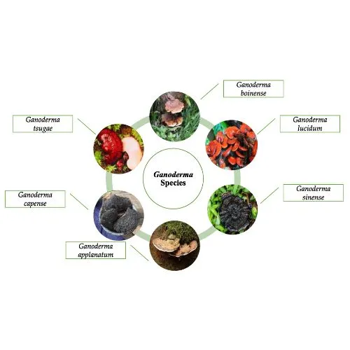 ganoderma ganoderma