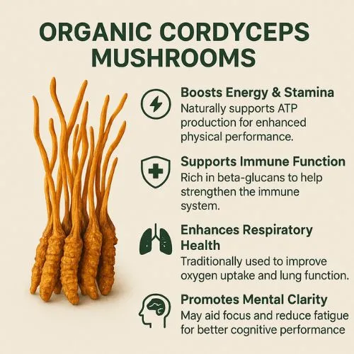 Cordyceps Extract cognitive