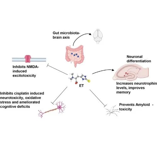 benefits of ergo benefits of ergo