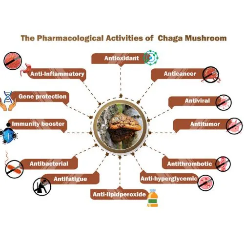 chaga results chaga results