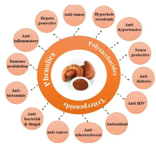 ganoderma powder reduces ganoderma powder reduces
