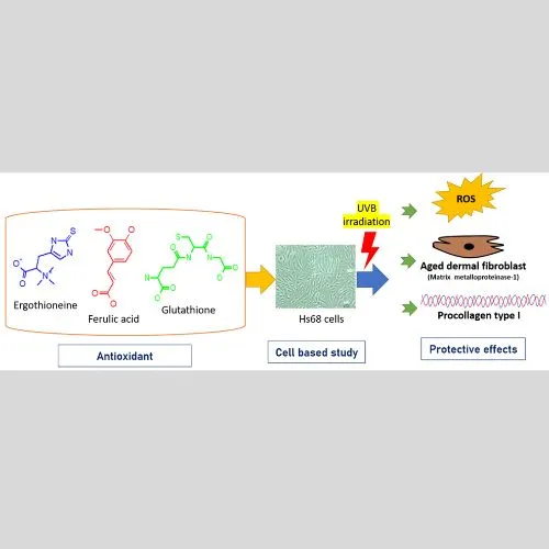 How Ergothioneine Supports Cellular Protection?