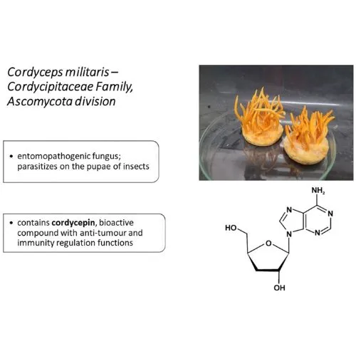 Is Cordyceps Militaris Extract Safe Long-Term? Is Cordyceps Militaris Extract Safe Long-Term?