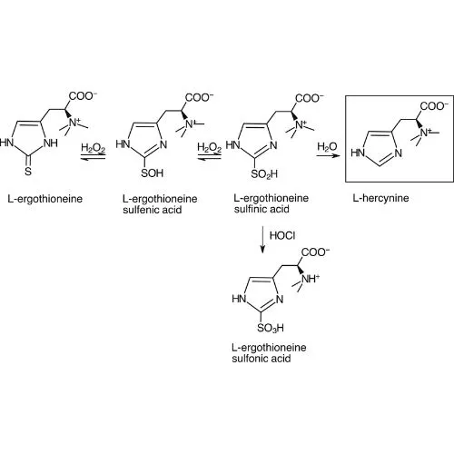 L-Ergothioneine protection