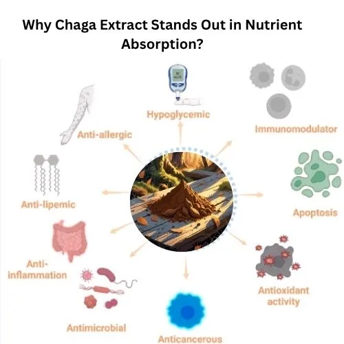 Applications of Cordyceps Extract in Modern Health Applications of Cordyceps Extract in Modern Health