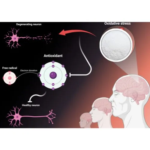 L-Ergothioneine brain