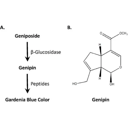 gardenia blue pigment safely gardenia blue pigment safely