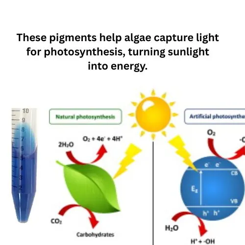 Phycocyanin sunlight Phycocyanin sunlight