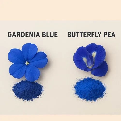 gardenia blue and butterfly gardenia blue and butterfly