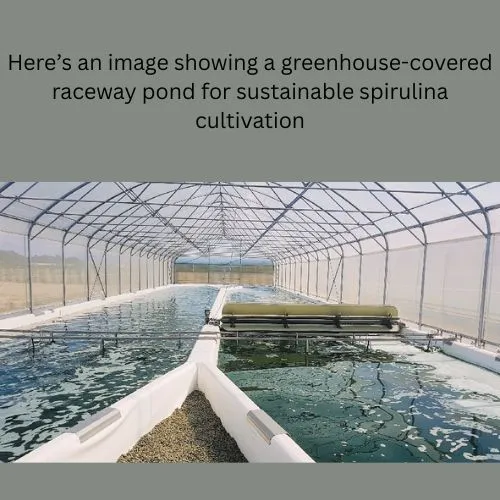 blue spirulina bulk farming blue spirulina bulk farming