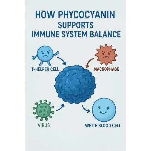 phycocyanin powder immune system