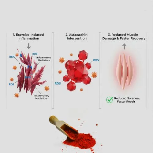 How Astaxanthin Reduces Exercise Inflammation